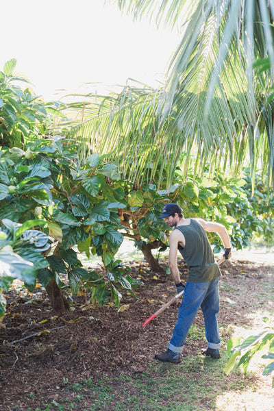 young farmer spreading organic mulch on noni farm