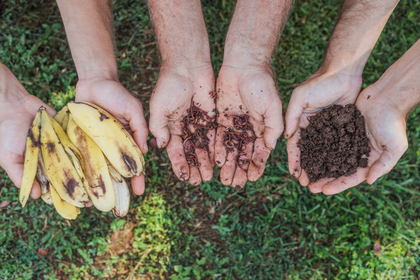organic farming vermiculture worms plant nutrients noni farm superfood