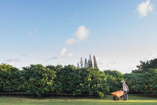 young farmer man with wheelbarrow on organic noni farm on kauai