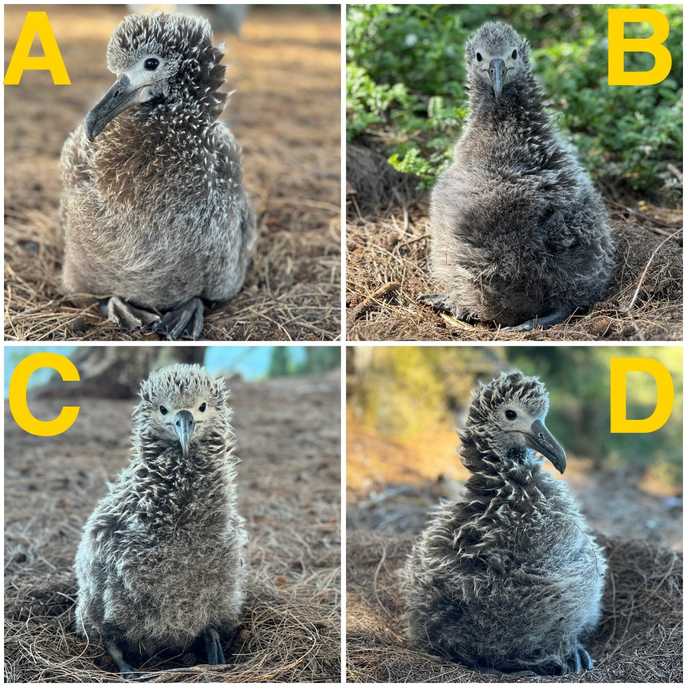 Laysan albatross chicks kauai noni farm final four cute chicks