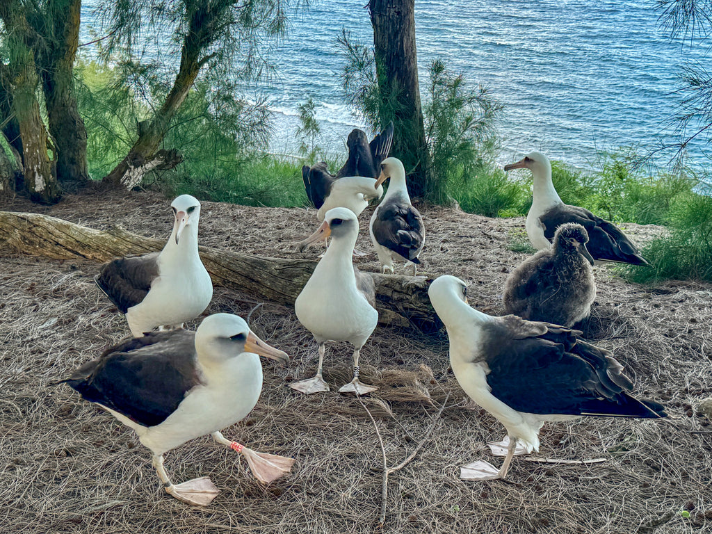 Group of Laysan albatrosses on Kauai socializing on bluff are visited by an albatross with unique orange band 2K1 banded on Guadalupe Island off Baja California