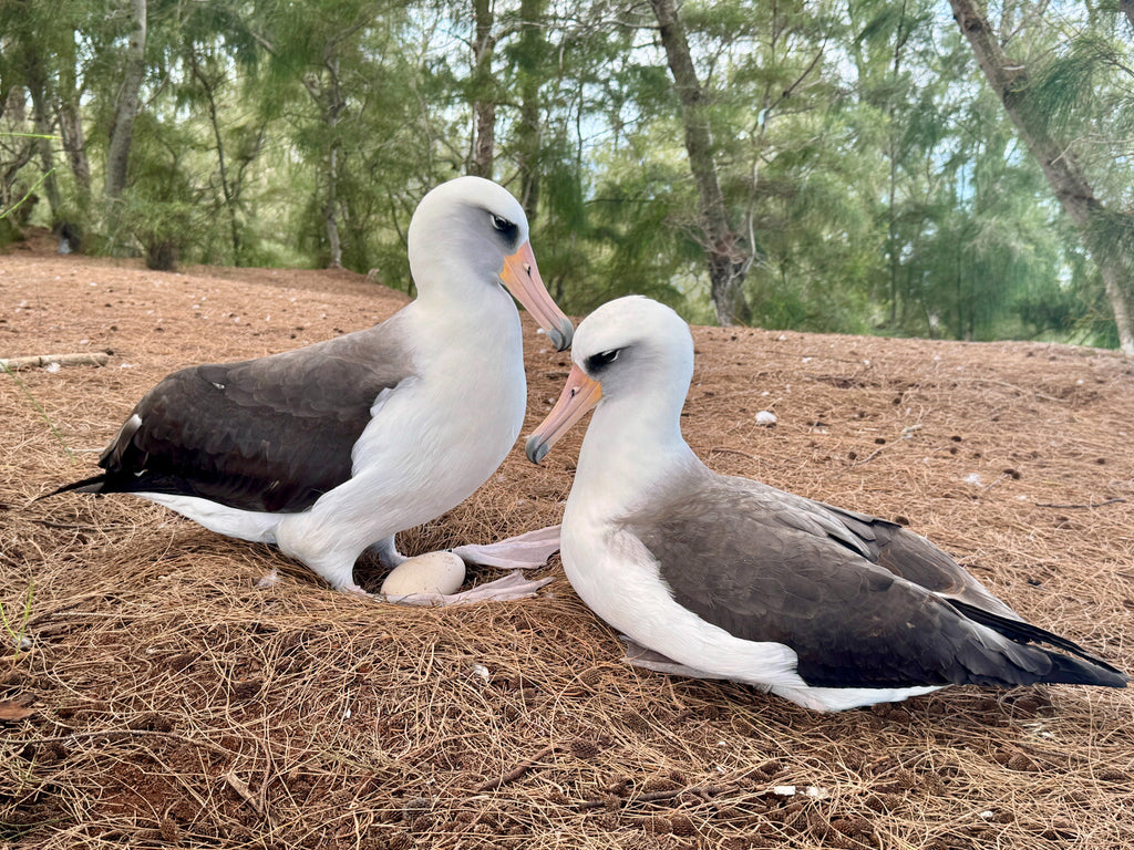 Two Laysan albatrosses at their nest with their egg. Female bird is standing in nest to show her mate who has just returned from feeding at sea and is sitting next to nest their egg.
