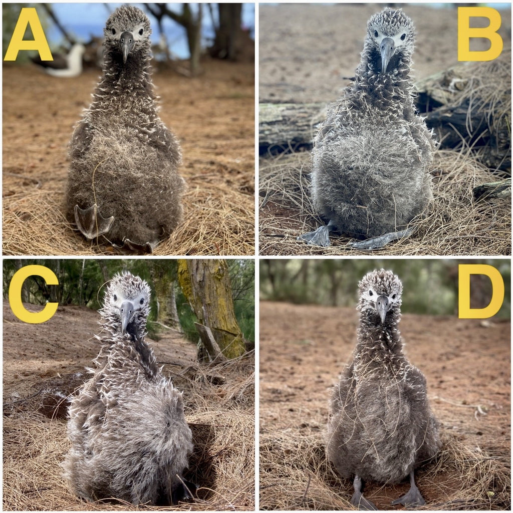 Laysan albatross chicks with fluffy feathers in nesting colony