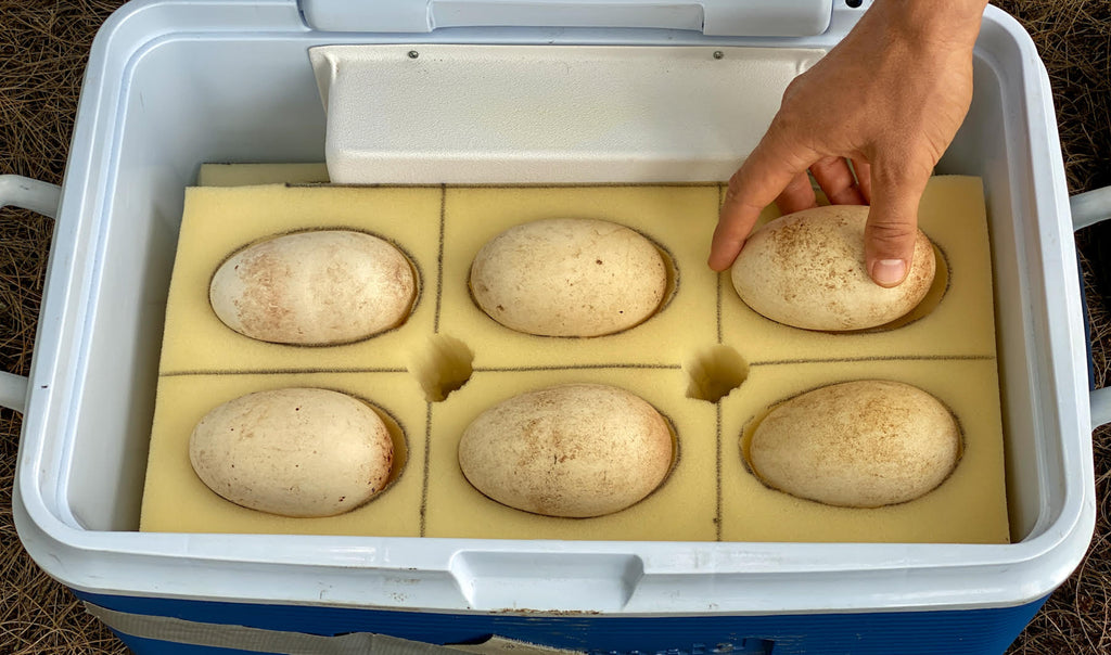 albatross adoptive eggs
