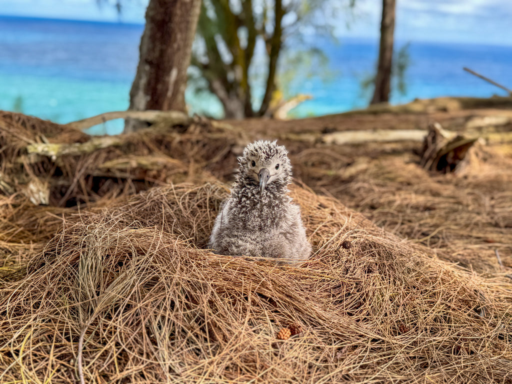 Laysan albatross chick solo in their nest