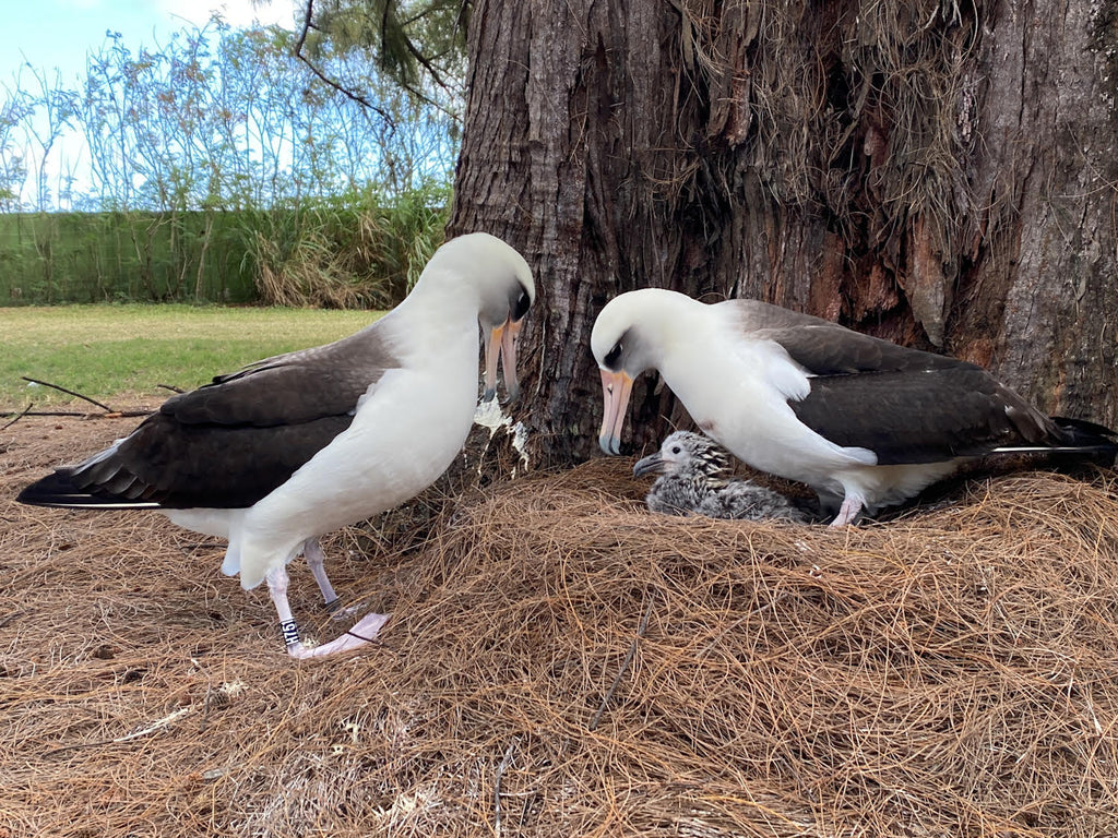 Laysan albatross pair at their nest with their baby chick