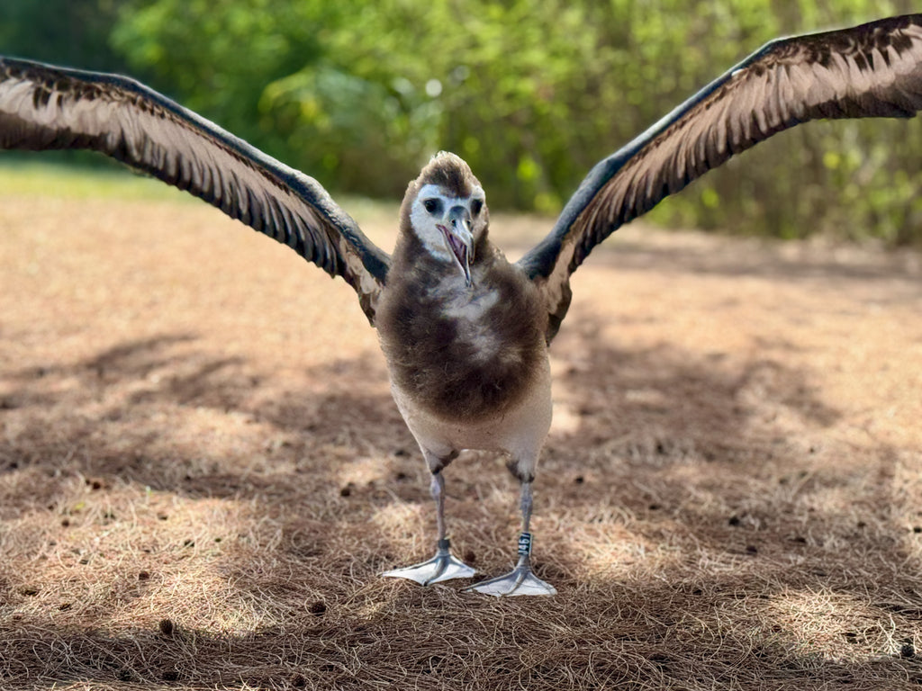 Laysan albatross chick standing on ground with wings open