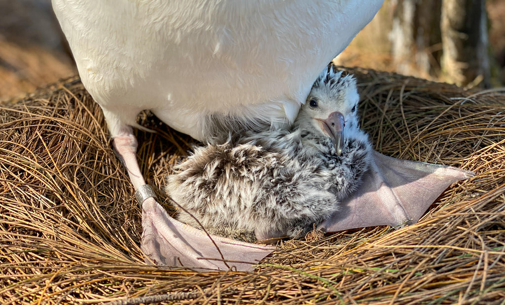 Baby laysan albatross chick sitting on parents feet in pine needle nest