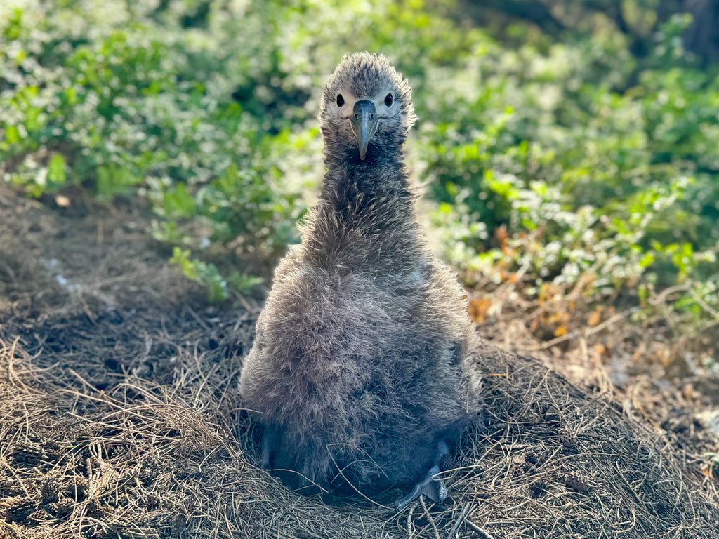 Laysan albatross chick 8 weeks old sitting in nest with greenery in the background