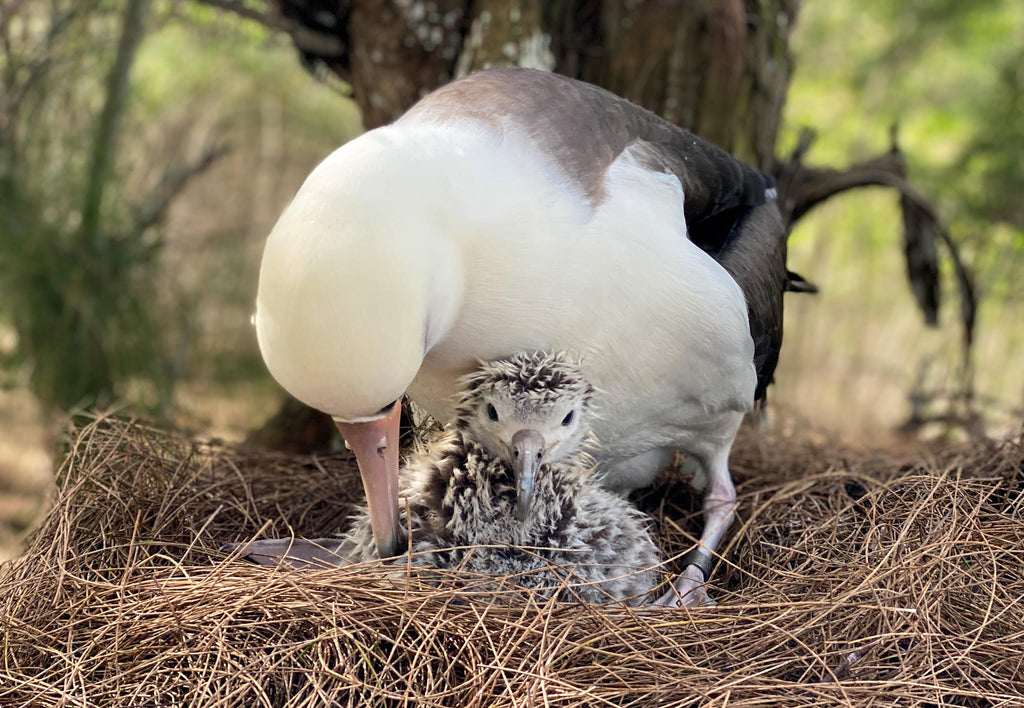 Baby laysan albatross chick sitting in nest with parent bird standing behind