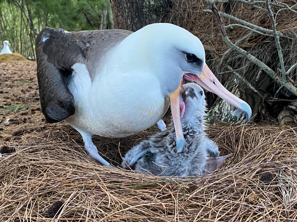 Laysan albatross parent standing in nest feeding baby chick
