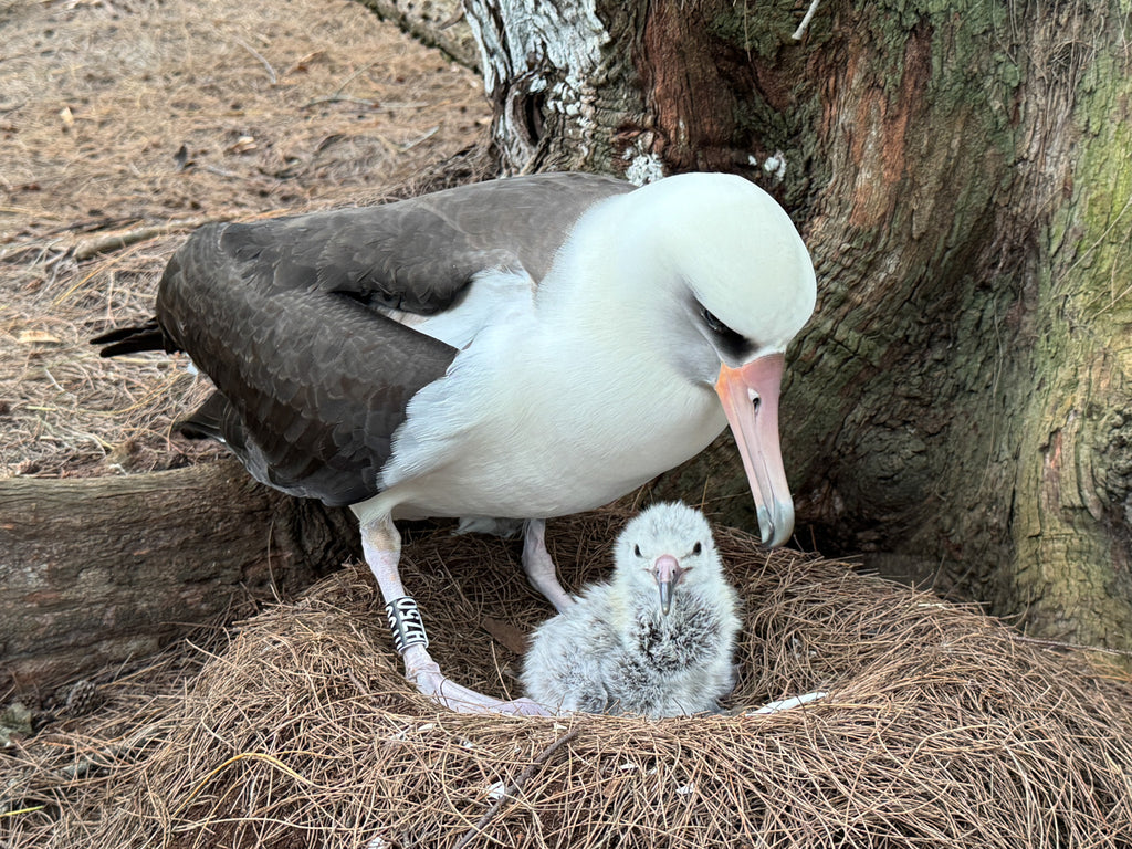 Laysan albatross chick with its adorable fluffy white and grey feathers sitting in nest with it's parent standing guard with a large tree trunk in background