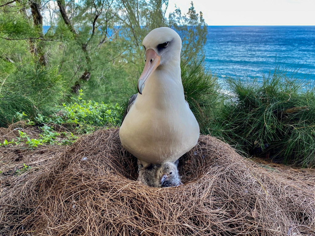 Laysan albatross parent sitting in nest with one day old chick at their feet with ocean bluff view in background