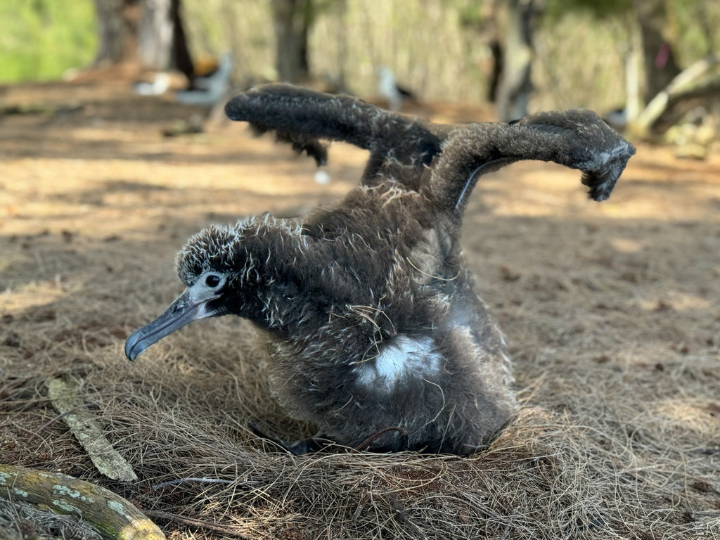 Young laysan albatross chick stretching their wings sitting in their nest on the ground