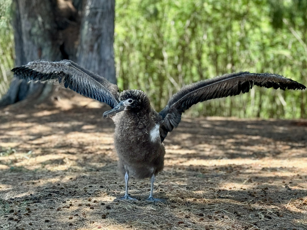 laysan albatross chick kauai flapping wings