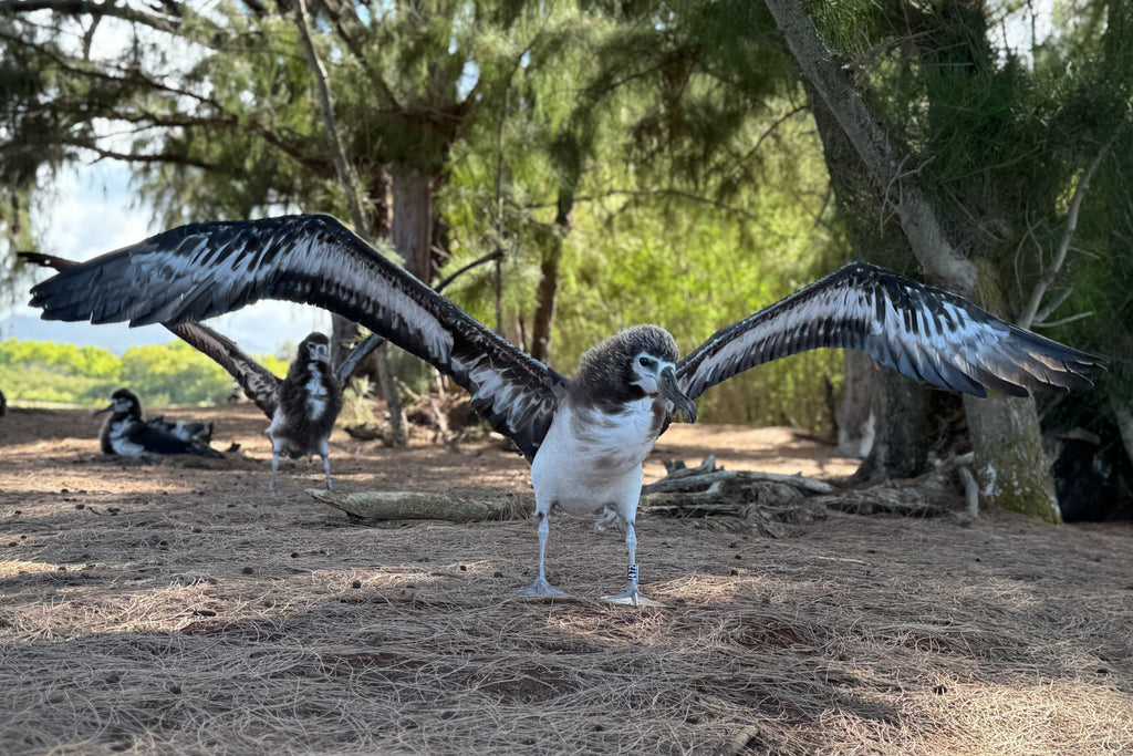 Young laysan albatross chicks with wings outstretched kauai hawaii