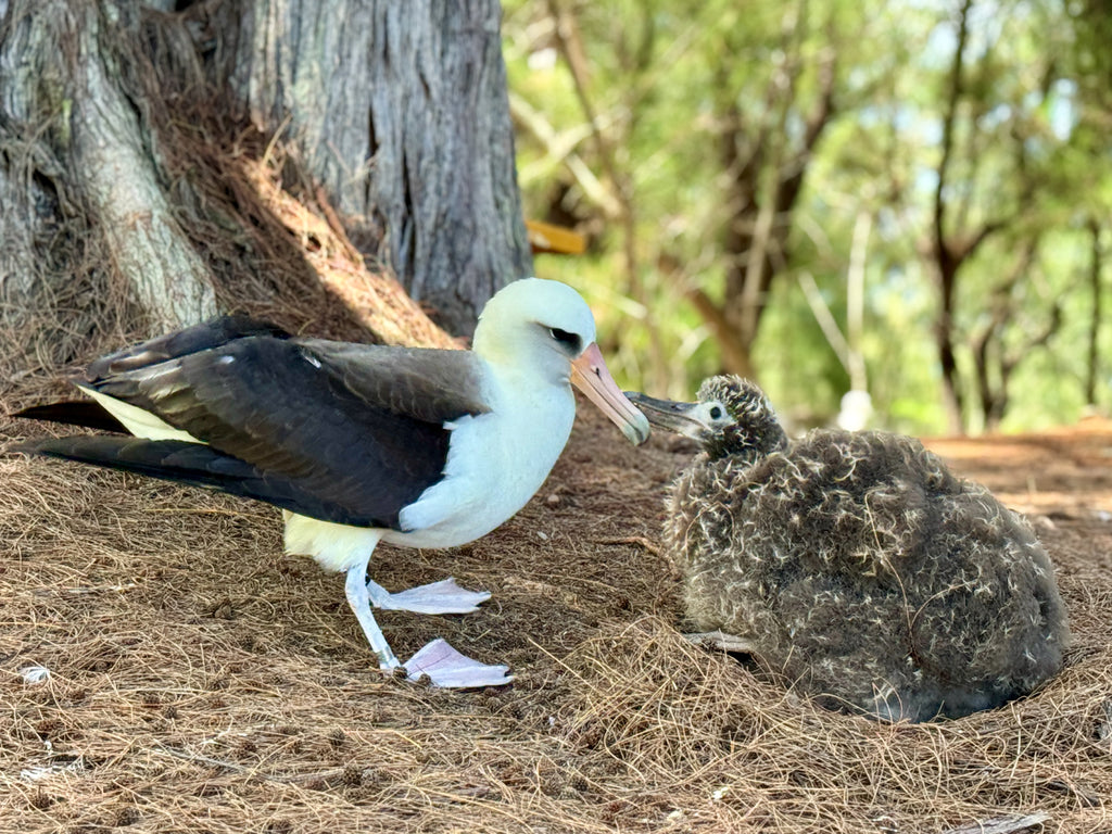 Laysan albatross parent returns to feed their chick in nesting colony on kauai