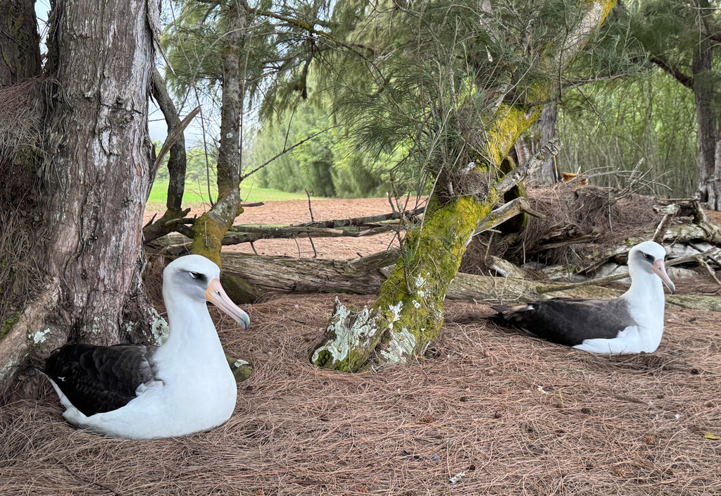 Two Laysan albatrosses in a natural setting with trees and ground cover.