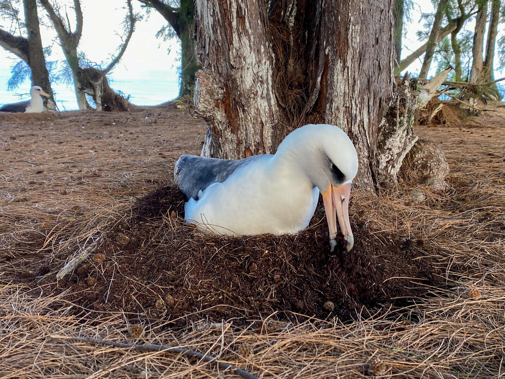 Laysan albatross bird building her nest on the ground with dirt and pine needles