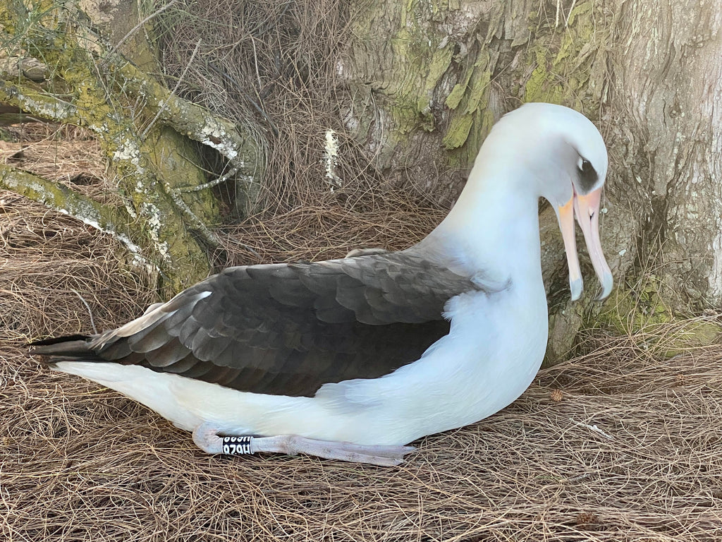 Laysan albatross bird sitting on pine needle covered ground
