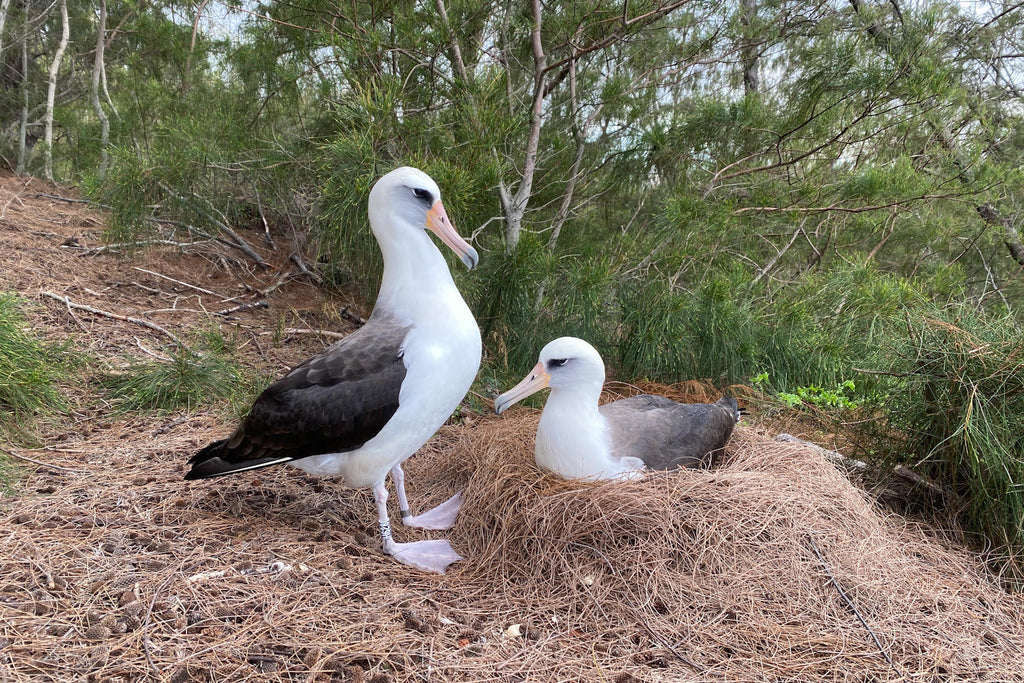 Laysan albatross nesting pair at their nest