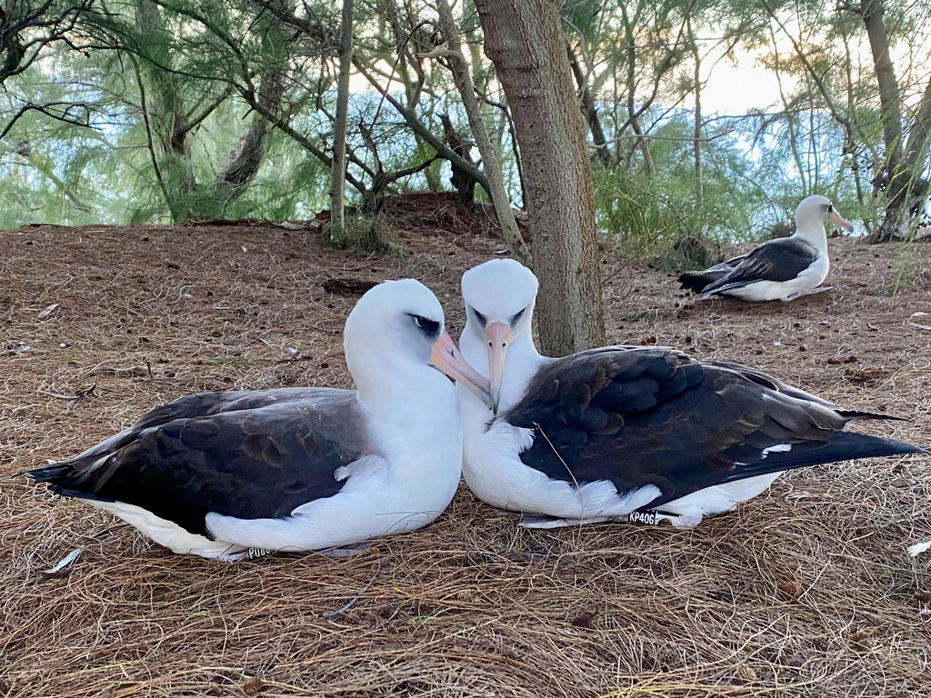 Laysan albatross pair sitting on pine needle covered ground snuggled