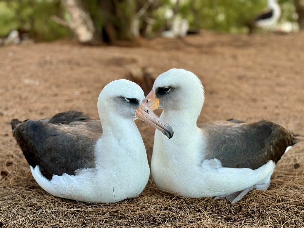 Laysan albatross nesting pair sitting on pine needle covered ground with bills touching and snuggled up.