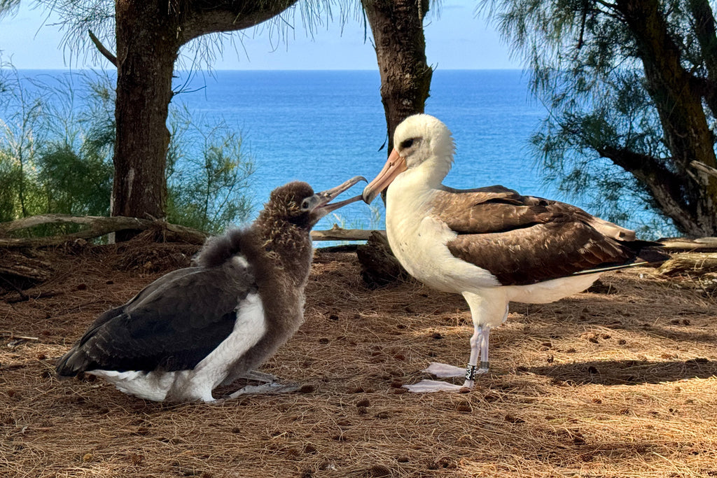 Laysan albatross chick a few weeks before fledge with parent getting ready to feed