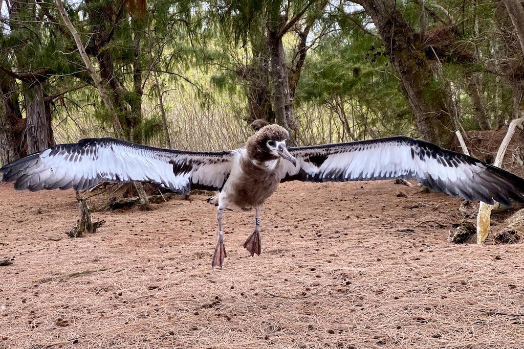 Five month old laysan albatross chick with wings outstretched hopping off the ground to catch air