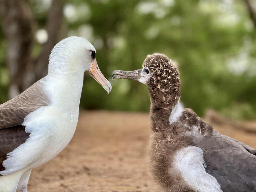 laysan albatross chick waiting to be fed by parent kauai