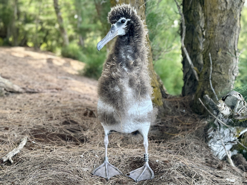 Five month old Laysan albatross chick standing on pine needle covered ground after being banded.