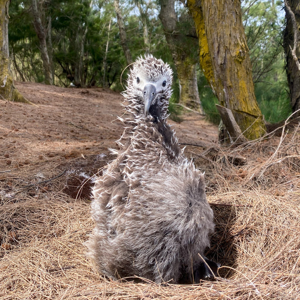 Few week old laysan albatross chick with fluffy grey and white feathers sitting in pine needle nest on ground
