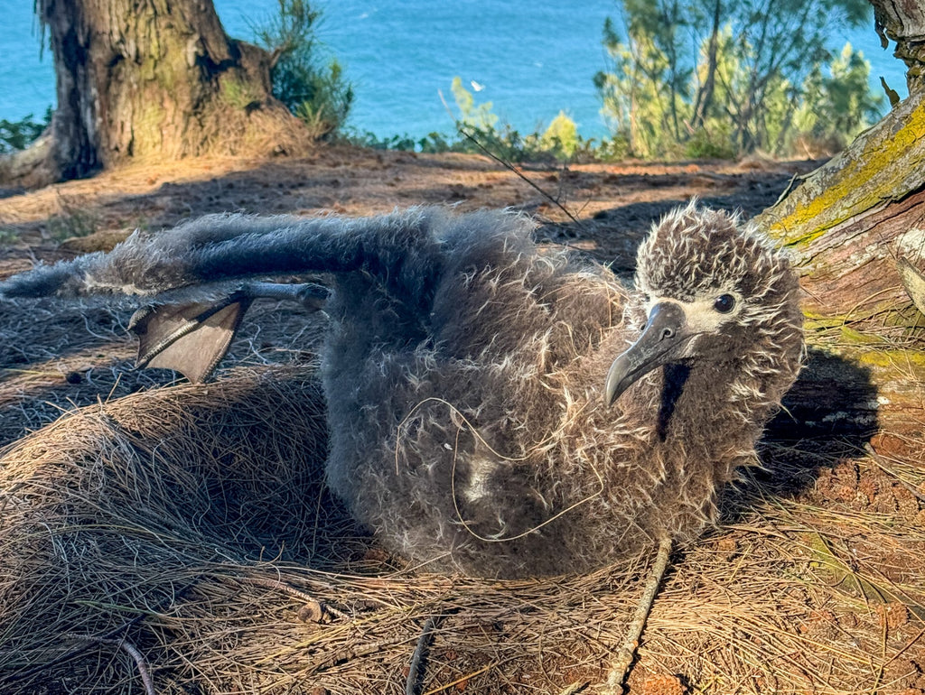Laysan albatross chick sitting on ground with one wing outstretched nesting colony kauai