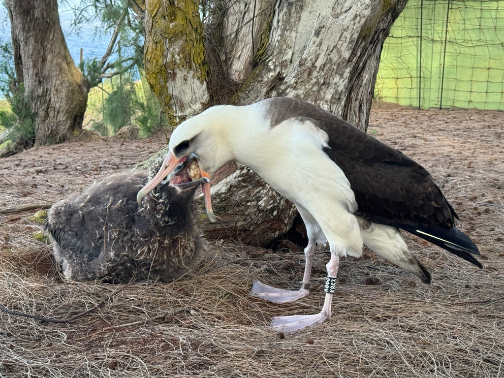 Month old Laysan albatross chick being fed by parent