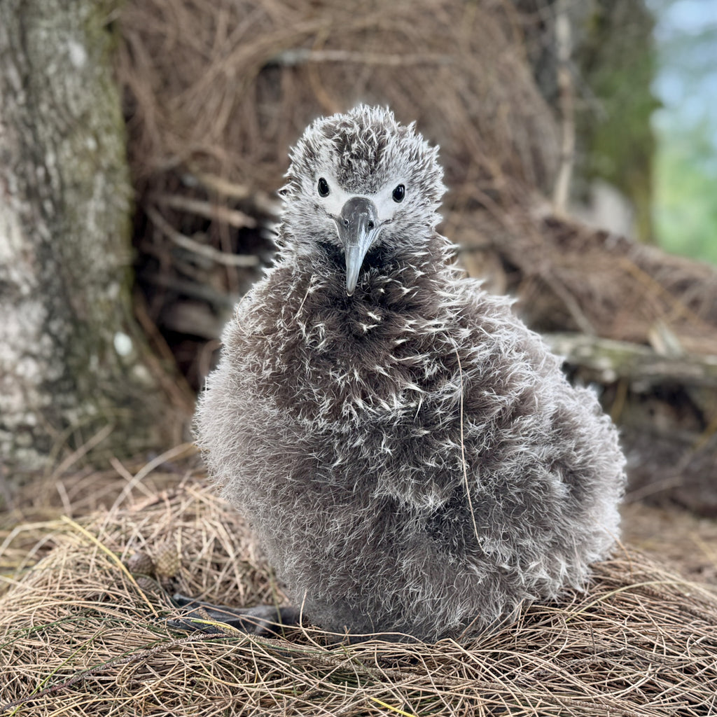 Laysan albatross chick superstar for noni naming contest 2026