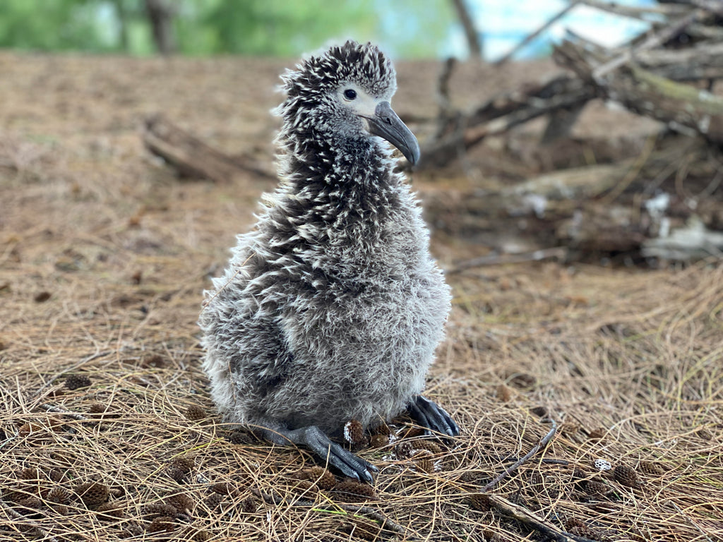 Few-week-old Laysan albatross chick sitting on pine needle ground in a nesting colony