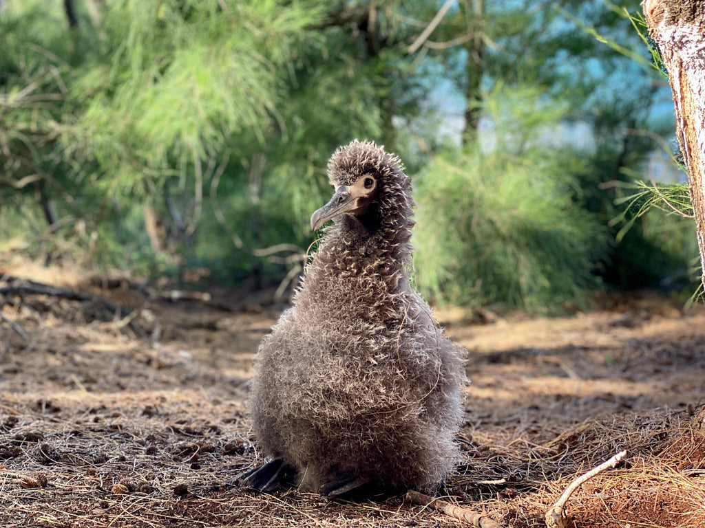 Month old Laysan albatross chick sitting on pine needle covered ground with green trees and ocean in background