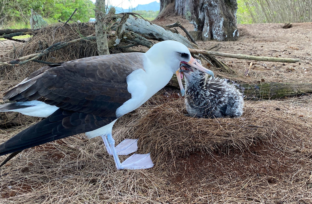 Young Laysan albatross chick being fed by parent in nest on kauai