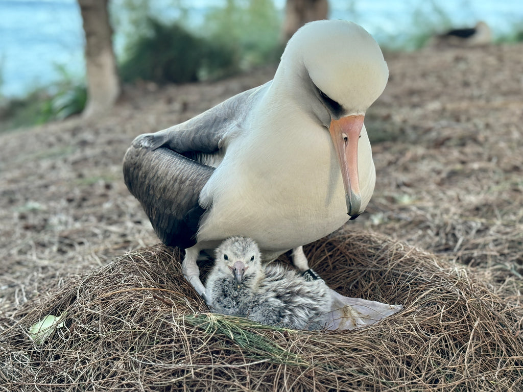 laysan albatross chick hatch in nest with parent bird