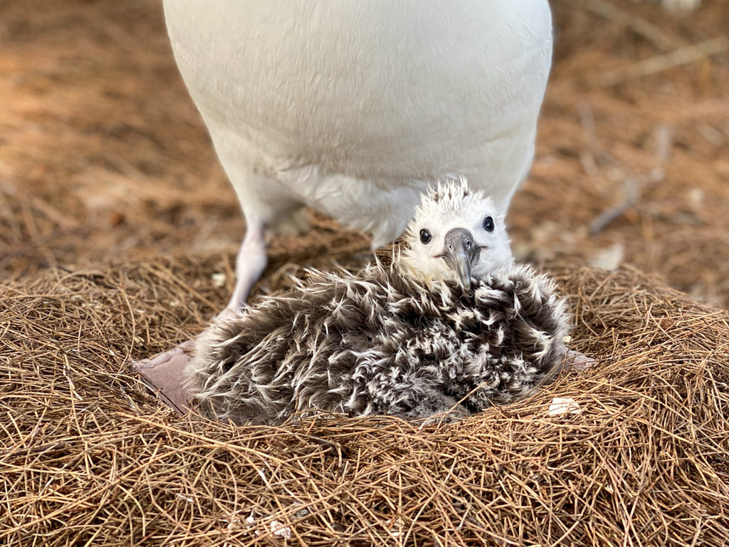Few day old laysan albatross chick resting on parents feet in pine needle nest
