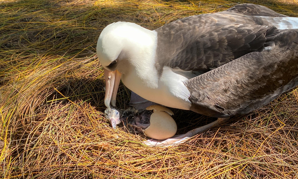 Laysan albatross chick hatching from egg in nest with parent standing over
