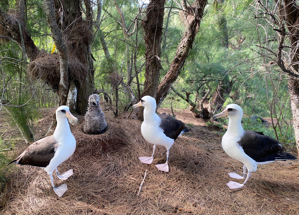 Laysan albatross chick in nest on ground and three juvenile albatross standing guard kauai