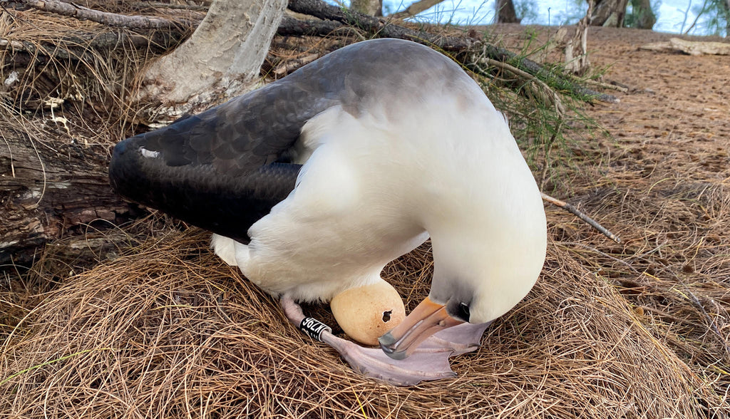 Laysan albatross in nest peering down into the egg pip hole of their hatching chick