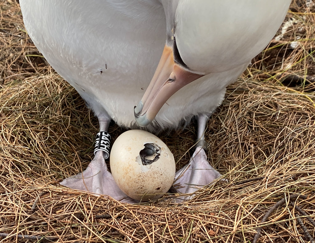 Laysan albatross parent standing in nest peering into their egg that has pipped