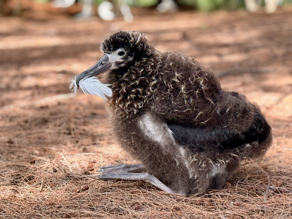 Albatross chick playing with white feather in its beak on pine needle ground