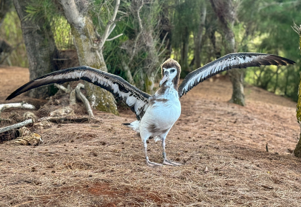Laysan albatross chick with wings open before fledge kauai 