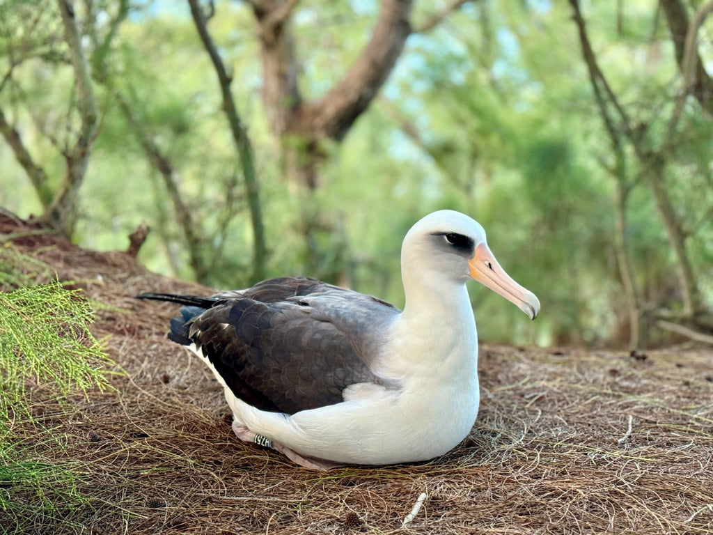 Laysan albatross adult bird sitting on pine needle ground with trees in background in nesting colony on kauai
