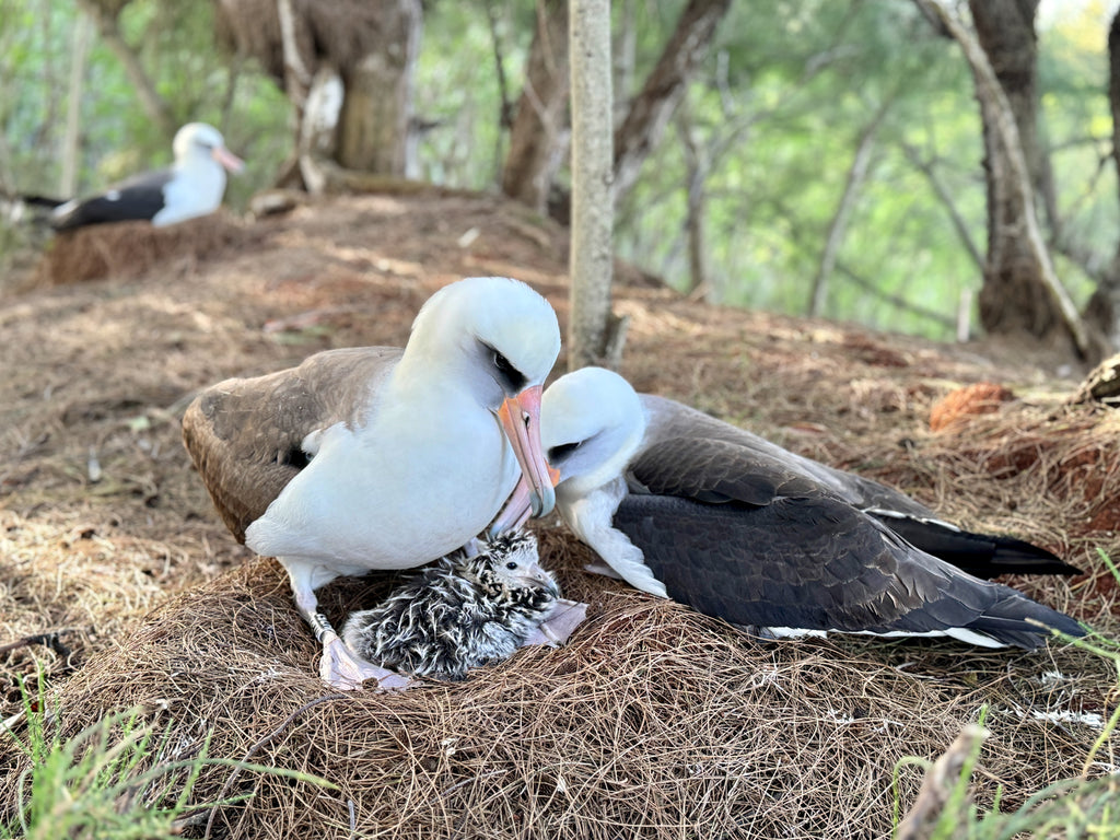 Two laysan albatross parents sitting at nest on ground with their newly hatched chick in nesting colony on kauai