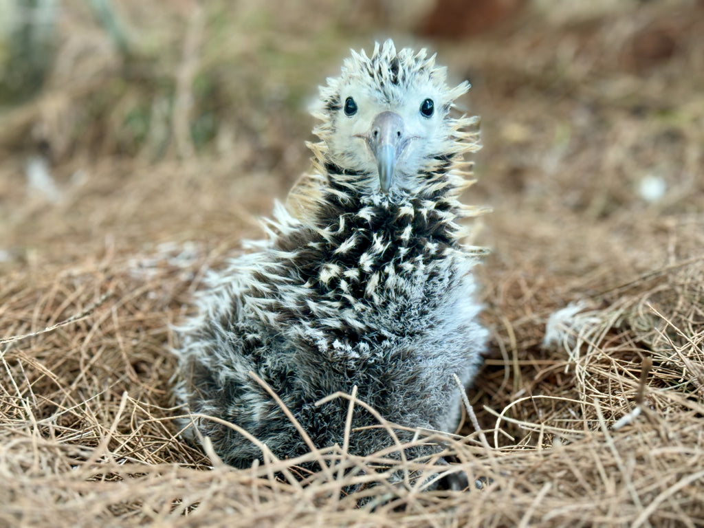 Baby laysan albatross chick few days old sitting in pine needle nest on ground kauai