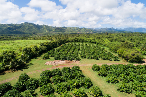 real noni organic superfood fruit orchards